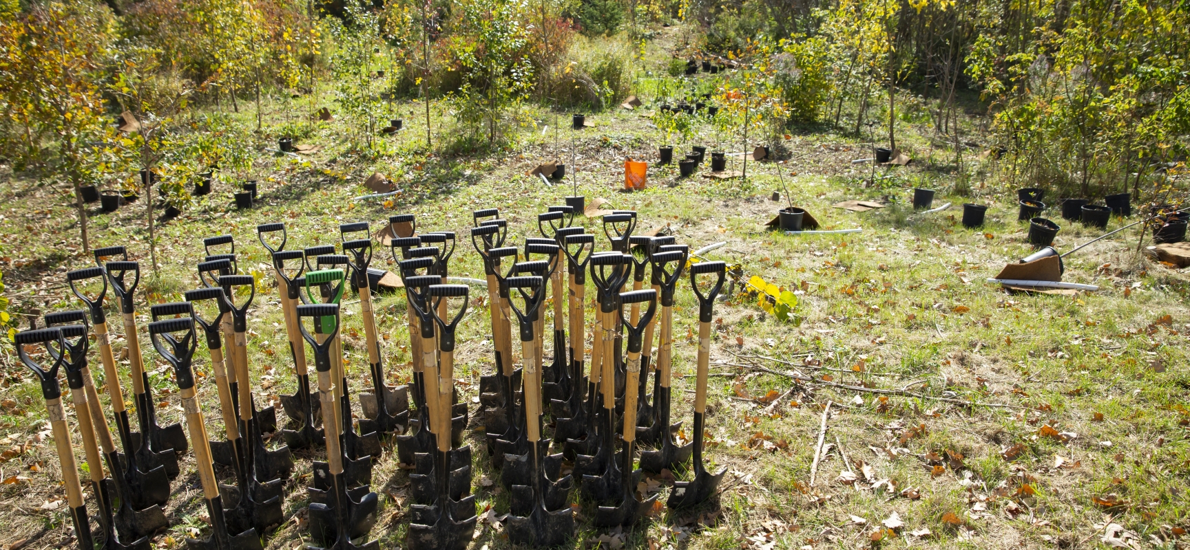 Shovels in the ground